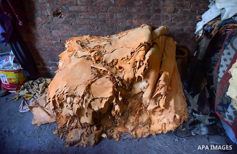 Hides of animals is sorted before drying them, at a leather tannery, in Cairo, Egypt, on August 28, 2016. Photo by Amr Sayed