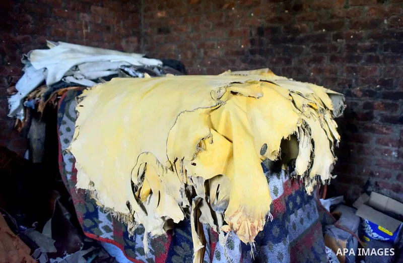 Hides of animals is sorted before drying them, at a leather tannery, in Cairo, Egypt, on August 28, 2016. Photo by Amr Sayed