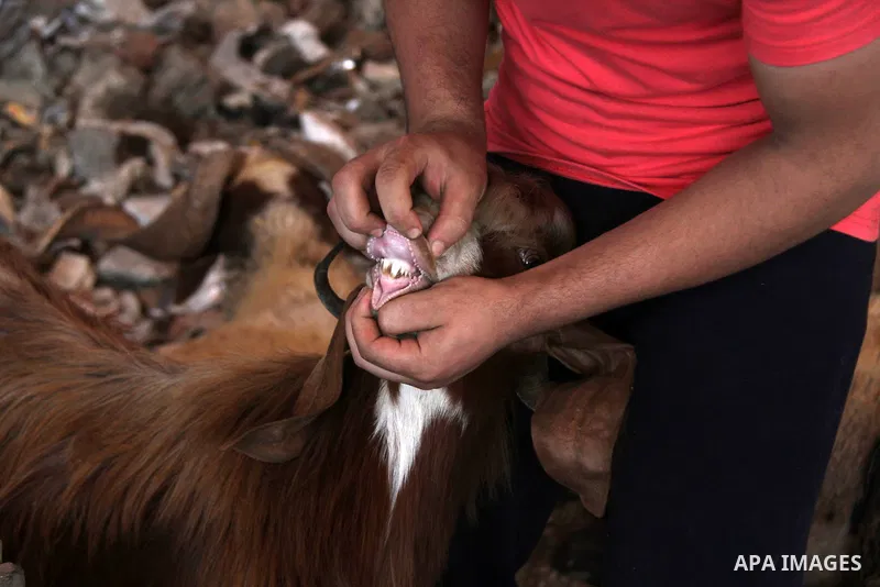 An Egyptian vendor displays his livestock at a live stock market, ahead of Eid al-Adha in Cairo, Egypt on Aug. 29, 2016. Eid al-Adha (the Festival of Sacrifice) is celebrated throughout the Muslim world as a commemoratio...