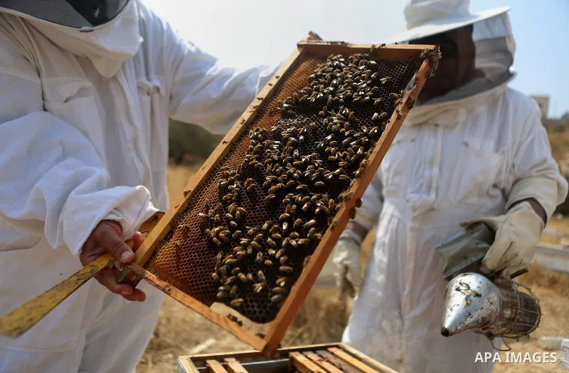 Palestinian women harvest honey at honey-bee farm in Kafr Malik village near the West Bank city of Ramallah on Aug. 30, 2016. Photo by Shadi Hatem