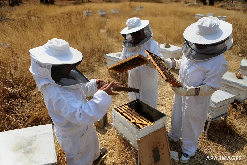 Palestinian women harvest honey at honey-bee farm in Kafr Malik village near the West Bank city of Ramallah on Aug. 30, 2016. Photo by Shadi Hatem
