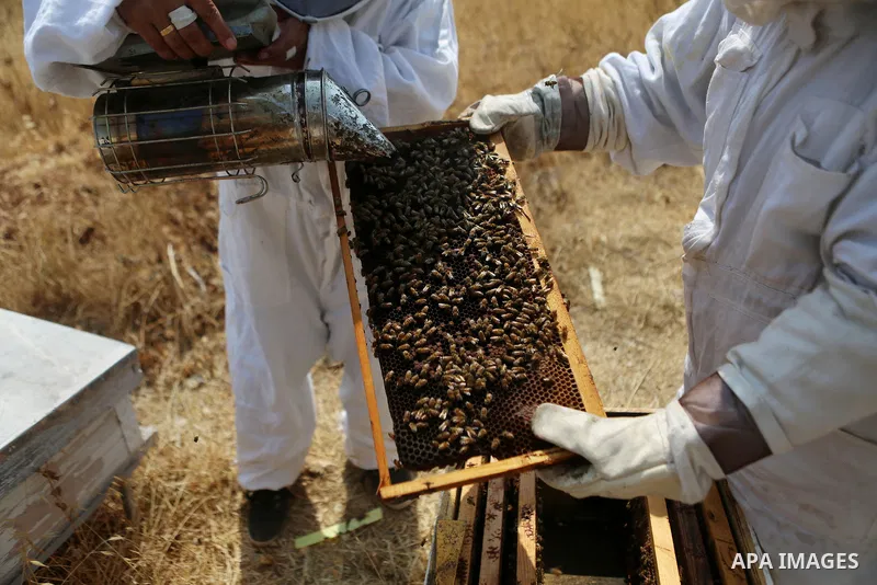 Palestinian women harvest honey at honey-bee farm in Kafr Malik village near the West Bank city of Ramallah on Aug. 30, 2016. Photo by Shadi Hatem
