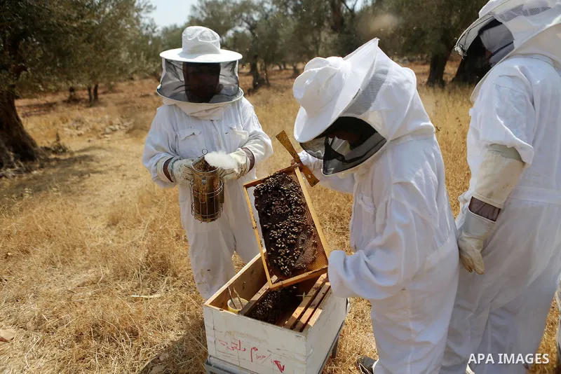 Palestinian women harvest honey at honey-bee farm in Kafr Malik village near the West Bank city of Ramallah on Aug. 30, 2016. Photo by Shadi Hatem