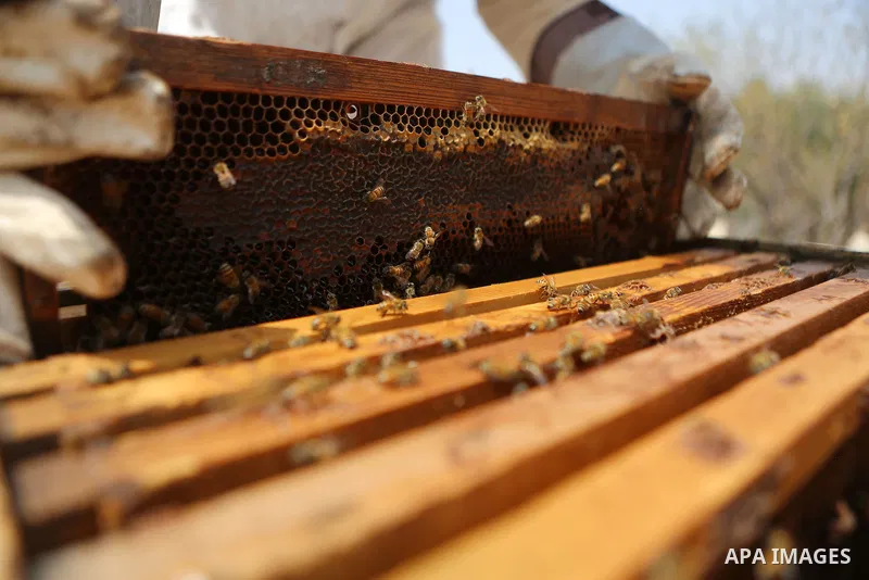 Palestinian women harvest honey at honey-bee farm in Kafr Malik village near the West Bank city of Ramallah on Aug. 30, 2016. Photo by Shadi Hatem