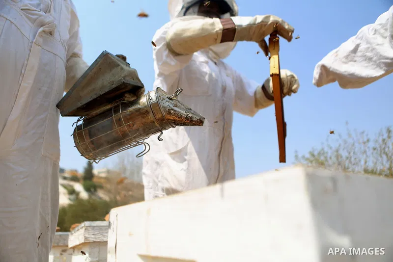 Palestinian women harvest honey at honey-bee farm in Kafr Malik village near the West Bank city of Ramallah on Aug. 30, 2016. Photo by Shadi Hatem