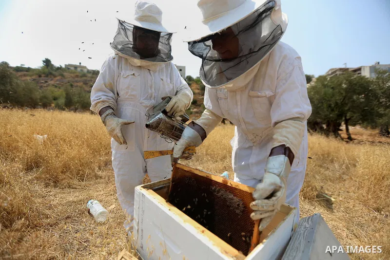 Palestinian women harvest honey at honey-bee farm in Kafr Malik village near the West Bank city of Ramallah on Aug. 30, 2016. Photo by Shadi Hatem