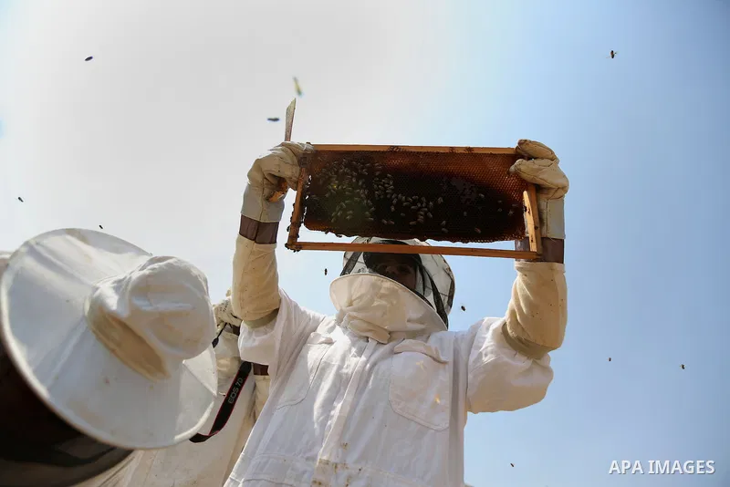 Palestinian women harvest honey at honey-bee farm in Kafr Malik village near the West Bank city of Ramallah on Aug. 30, 2016. Photo by Shadi Hatem