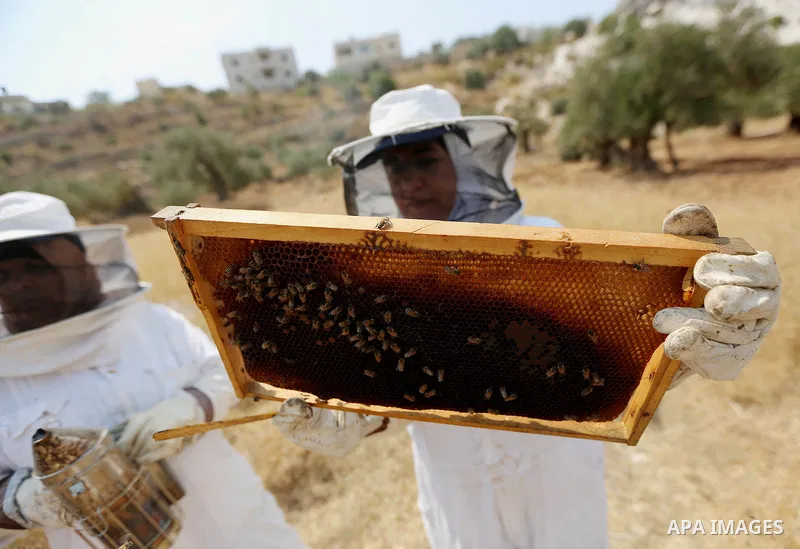 Palestinian women harvest honey at honey-bee farm in Kafr Malik village near the West Bank city of Ramallah on Aug. 30, 2016. Photo by Shadi Hatem