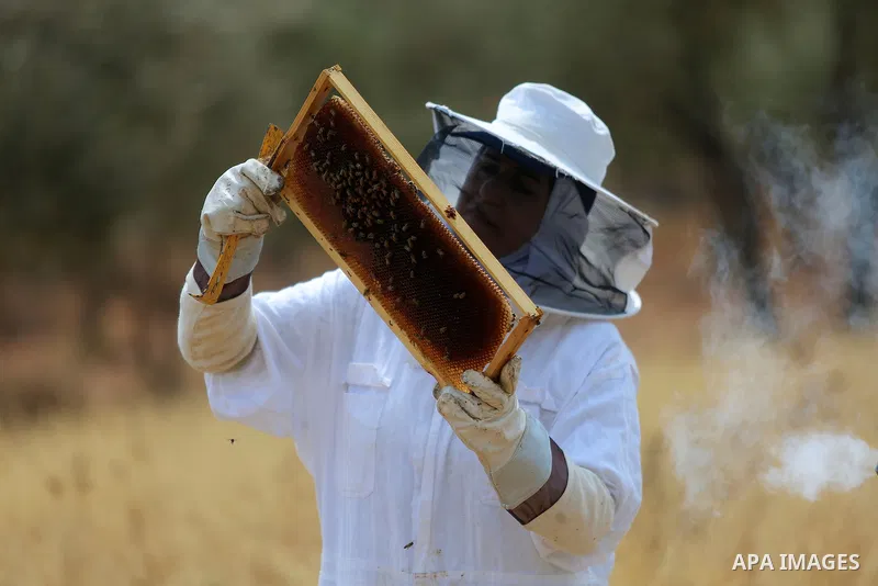 A Palestinian woman harvests honey at honey-bee farm in Kafr Malik village near the West Bank city of Ramallah on Aug. 30, 2016. Photo by Shadi Hatem