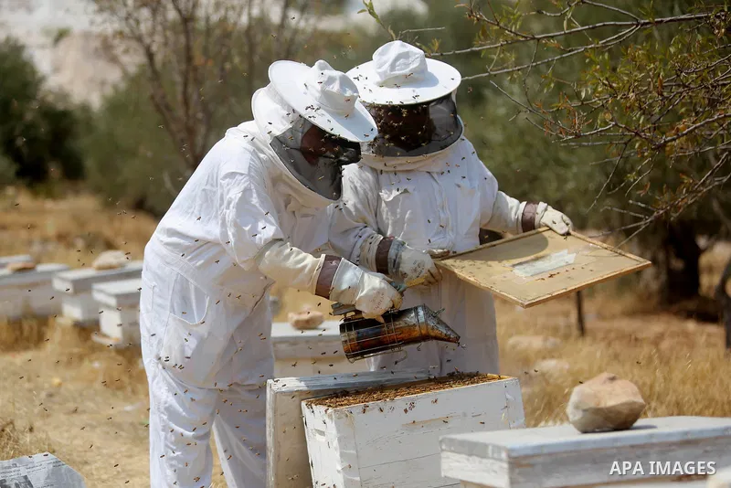 Palestinian women harvest honey at honey-bee farm in Kafr Malik village near the West Bank city of Ramallah on Aug. 30, 2016. Photo by Shadi Hatem