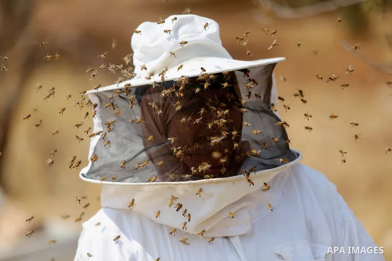 A Palestinian woman harvests honey at honey-bee farm in Kafr Malik village near the West Bank city of Ramallah on Aug. 30, 2016. Photo by Shadi Hatem