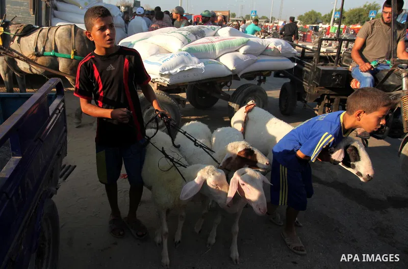 Palestinians gather at a live stock market, ahead of Eid al-Adha in Deir al-Balah, in the center of the Gaza Strip on September 06, 2016. Eid al-Adha (the Festival of Sacrifice) is celebrated throughout the Muslim world...