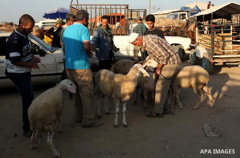 Palestinians gather at a live stock market, ahead of Eid al-Adha in Deir al-Balah, in the center of the Gaza Strip on September 06, 2016. Eid al-Adha (the Festival of Sacrifice) is celebrated throughout the Muslim world...