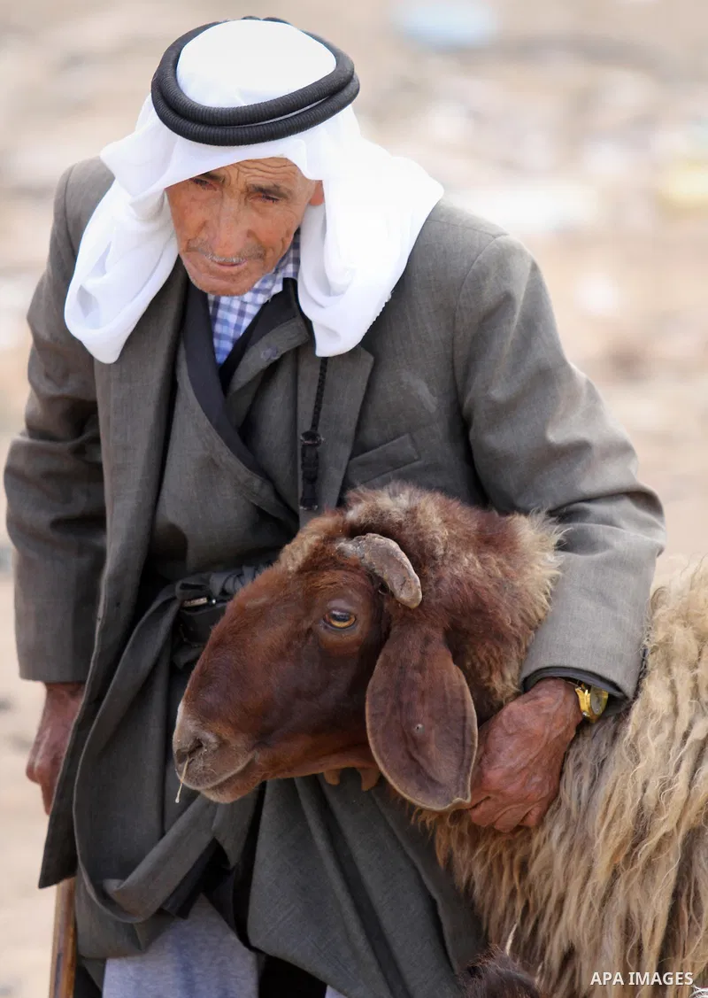 Palestinian customers negotiate with owners to buy sheep at a livestock market, ahead of the Eid al-Adha festival, in the West Bank city of Nablus September 8, 2016. Photo by Nedal Eshtayah