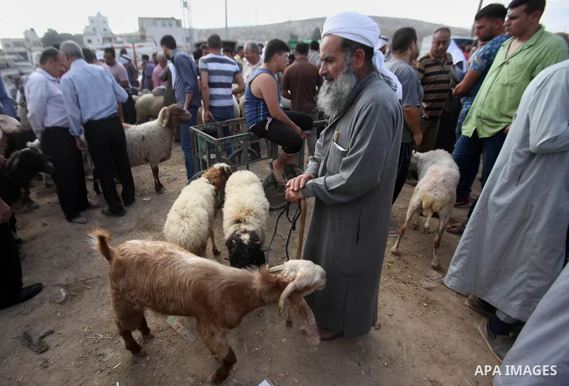 Palestinian customers negotiate with owners to buy sheep at a livestock market, ahead of the Eid al-Adha festival, in the West Bank city of Nablus September 8, 2016. Photo by Nedal Eshtayah