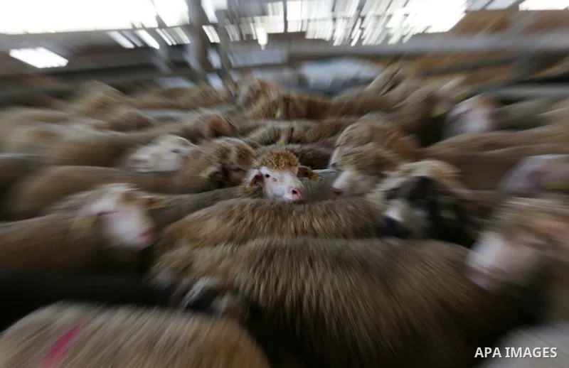 Sheeps are seen at slaughterhouse ahead of the Eid al-Adha festival, in the West Bank city of Ramallah, on Sep. 08, 2016. Eid al-Adha (the Festival of Sacrifice) is celebrated throughout the Muslim world as a commemorati...