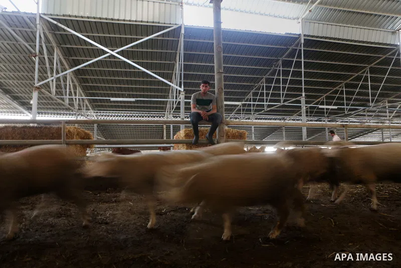 Sheeps are seen at slaughterhouse ahead of the Eid al-Adha festival, in the West Bank city of Ramallah, on Sep. 08, 2016. Eid al-Adha (the Festival of Sacrifice) is celebrated throughout the Muslim world as a commemorati...