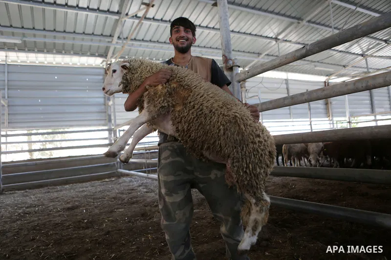 A Palestinian man carries a sheep at slaughterhouse ahead of the Eid al-Adha festival, in the West Bank city of Ramallah, on Sep. 08, 2016. Eid al-Adha (the Festival of Sacrifice) is celebrated throughout the Muslim worl...
