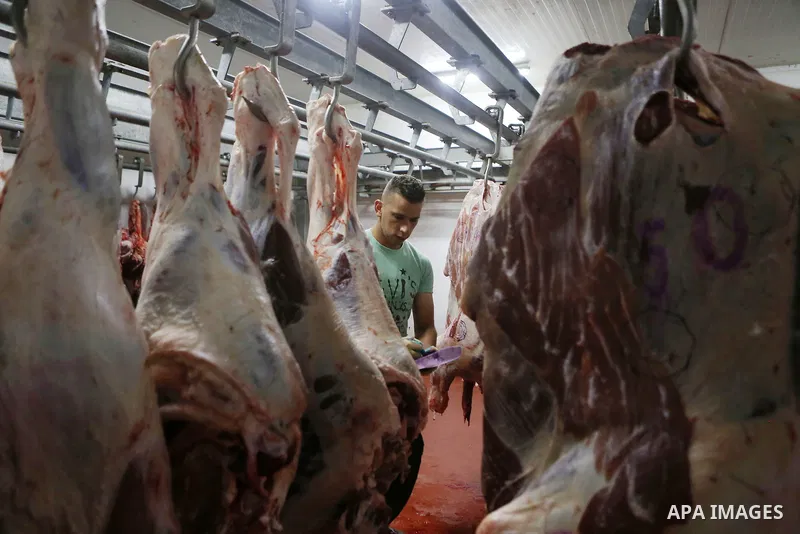 A Palestinian man works on slaughtered animals at slaughterhouse ahead of the Eid al-Adha festival, in the West Bank city of Ramallah, on Sep. 08, 2016. Eid al-Adha (the Festival of Sacrifice) is celebrated throughout th...