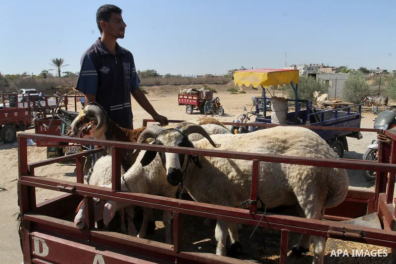Palestinian customers negotiate with owners to buy sheep at a livestock market, ahead of the Eid al-Adha festival, in Rafah in the southern gaza strip September 10, 2016. Photo by Abed Rahim Khatib