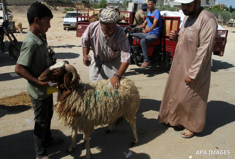 Palestinian customers negotiate with owners to buy sheep at a livestock market, ahead of the Eid al-Adha festival, in Rafah in the southern gaza strip September 10, 2016. Photo by Abed Rahim Khatib