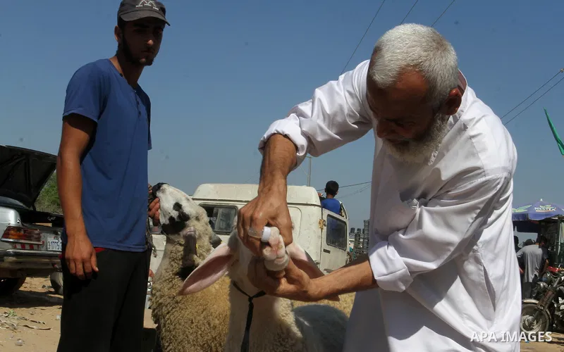 Palestinian customers negotiate with owners to buy sheep at a livestock market, ahead of the Eid al-Adha festival, in Rafah in the southern gaza strip September 10, 2016. Photo by Abed Rahim Khatib
