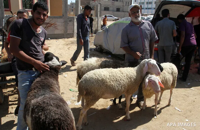 Palestinian customers negotiate with owners to buy sheep at a livestock market, ahead of the Eid al-Adha festival, in Rafah in the southern gaza strip September 10, 2016. Photo by Abed Rahim Khatib