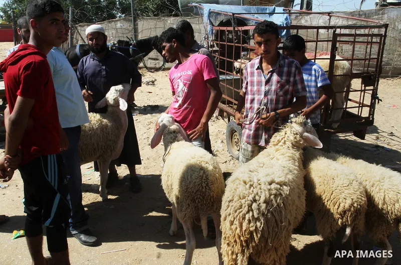 Palestinian customers negotiate with owners to buy sheep at a livestock market, ahead of the Eid al-Adha festival, in Rafah in the southern gaza strip September 10, 2016. Photo by Abed Rahim Khatib