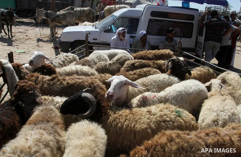 Palestinian customers negotiate with owners to buy sheep at a livestock market, ahead of the Eid al-Adha festival, in Rafah in the southern gaza strip September 10, 2016. Photo by Abed Rahim Khatib