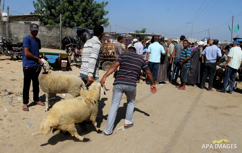 Palestinian customers negotiate with owners to buy sheep at a livestock market, ahead of the Eid al-Adha festival, in Rafah in the southern gaza strip September 10, 2016. Photo by Abed Rahim Khatib