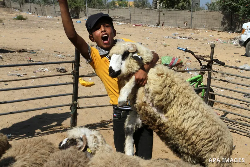 Palestinian customers negotiate with owners to buy sheep at a livestock market, ahead of the Eid al-Adha festival, in Rafah in the southern gaza strip September 10, 2016. Photo by Abed Rahim Khatib