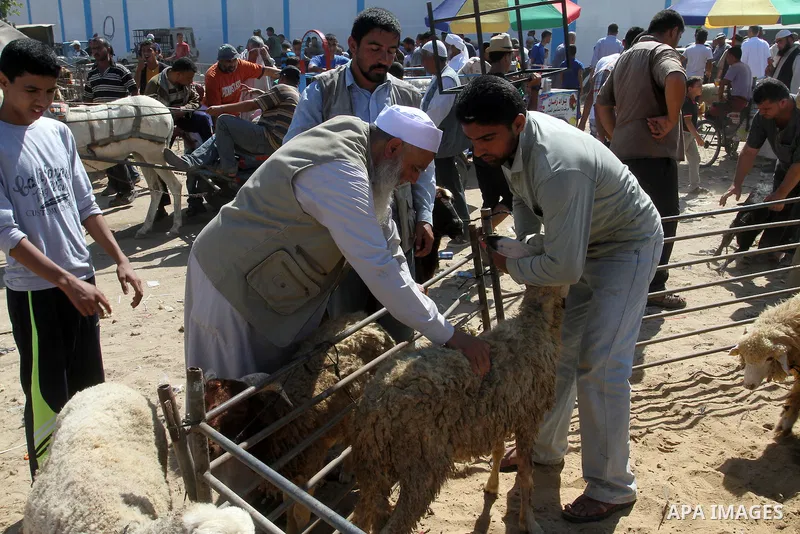 Palestinian customers negotiate with owners to buy sheep at a livestock market, ahead of the Eid al-Adha festival, in Rafah in the southern gaza strip September 10, 2016. Photo by Abed Rahim Khatib
