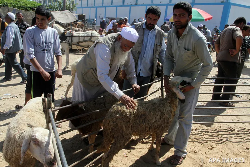 Palestinian customers negotiate with owners to buy sheep at a livestock market, ahead of the Eid al-Adha festival, in Rafah in the southern gaza strip September 10, 2016. Photo by Abed Rahim Khatib