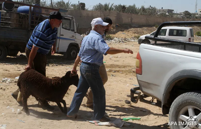Palestinian customers negotiate with owners to buy sheep at a livestock market, ahead of the Eid al-Adha festival, in Rafah in the southern gaza strip September 10, 2016. Photo by Abed Rahim Khatib
