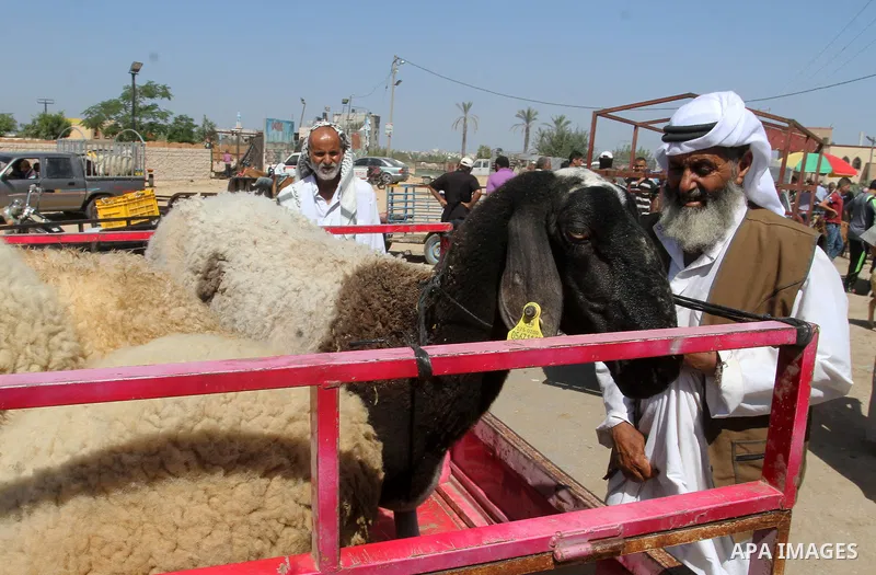 Palestinian customers negotiate with owners to buy sheep at a livestock market, ahead of the Eid al-Adha festival, in Rafah in the southern gaza strip September 10, 2016. Photo by Abed Rahim Khatib