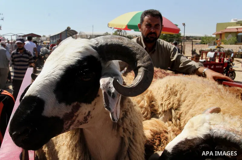 Palestinian customers negotiate with owners to buy sheep at a livestock market, ahead of the Eid al-Adha festival, in Rafah in the southern gaza strip September 10, 2016. Photo by Abed Rahim Khatib