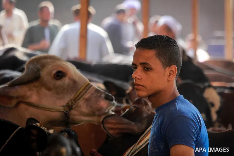 Egyptians gather at a live stock market, in Cairo, Egypt ahead of the Eid al-Adha festival on Sept. 11, 2016. The knives use to slaughter cattle and sheep for the Muslim holiday of Eid al-Adha or the Feast of Sacrifice,...