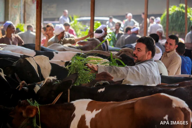 Egyptians gather at a live stock market, in Cairo, Egypt ahead of the Eid al-Adha festival on Sept. 11, 2016. The knives use to slaughter cattle and sheep for the Muslim holiday of Eid al-Adha or the Feast of Sacrifice,...