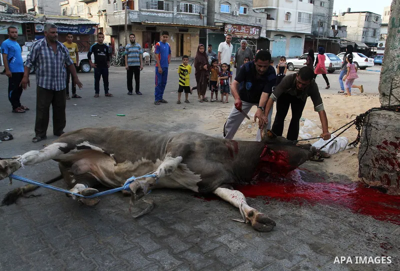 Palestinian Muslims sacrifice animals on the first day of of Eid al-Adha or the feast of sacrifice, in Rafah in the southern Gaza Strip on September 12, 2016. Muslims across the world are celebrating the annual festival...