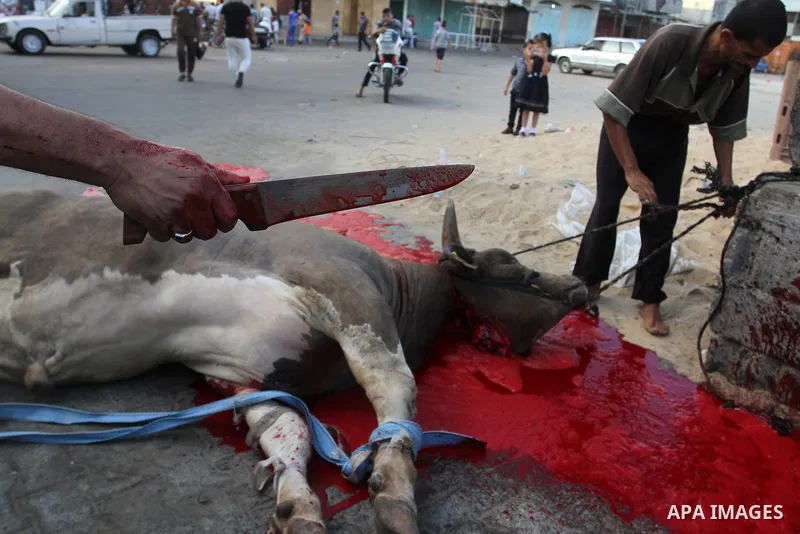 Palestinian Muslims sacrifice animals on the first day of of Eid al-Adha or the feast of sacrifice, in Rafah in the southern Gaza Strip on September 12, 2016. Muslims across the world are celebrating the annual festival...