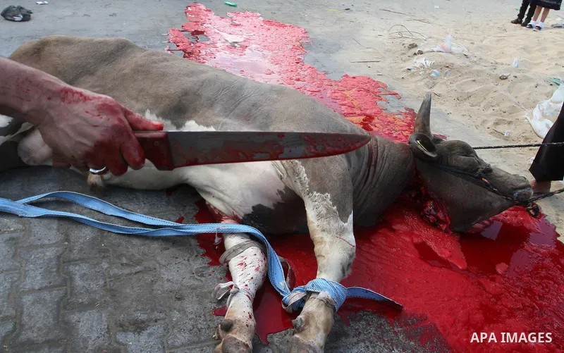 Palestinian Muslims sacrifice animals on the first day of of Eid al-Adha or the feast of sacrifice, in Rafah in the southern Gaza Strip on September 12, 2016. Muslims across the world are celebrating the annual festival...