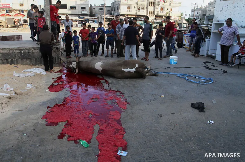 Palestinian Muslims sacrifice animals on the first day of of Eid al-Adha or the feast of sacrifice, in Rafah in the southern Gaza Strip on September 12, 2016. Muslims across the world are celebrating the annual festival...