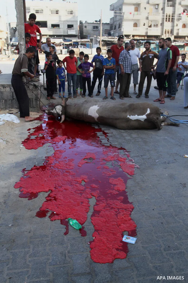 Palestinian Muslims sacrifice animals on the first day of of Eid al-Adha or the feast of sacrifice, in Rafah in the southern Gaza Strip on September 12, 2016. Muslims across the world are celebrating the annual festival...