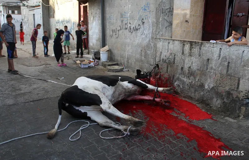 Palestinian Muslims sacrifice animals on the first day of of Eid al-Adha or the feast of sacrifice, in Rafah in the southern Gaza Strip on September 12, 2016. Muslims across the world are celebrating the annual festival...