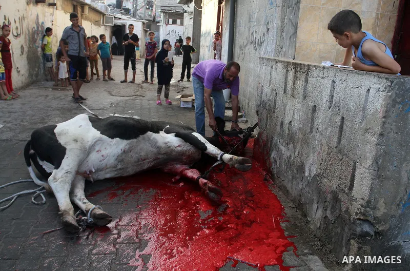 Palestinian Muslims sacrifice animals on the first day of of Eid al-Adha or the feast of sacrifice, in Rafah in the southern Gaza Strip on September 12, 2016. Muslims across the world are celebrating the annual festival...