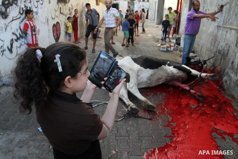 Palestinian Muslims sacrifice animals on the first day of of Eid al-Adha or the feast of sacrifice, in Rafah in the southern Gaza Strip on September 12, 2016. Muslims across the world are celebrating the annual festival...