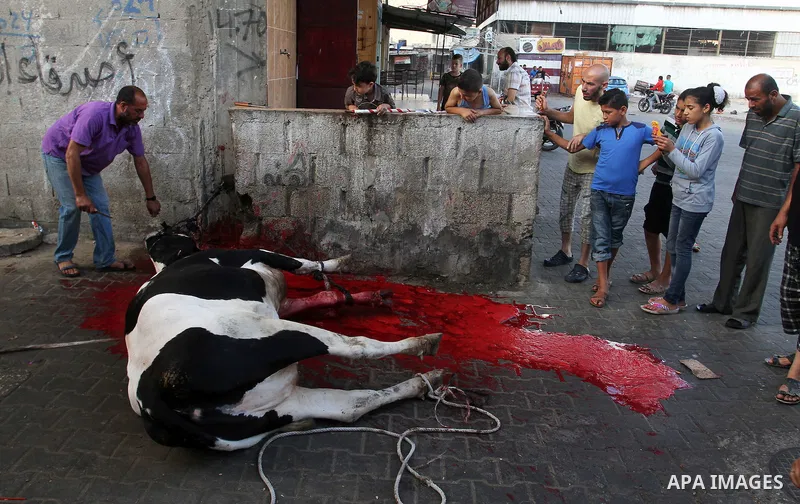 Palestinian Muslims sacrifice animals on the first day of of Eid al-Adha or the feast of sacrifice, in Rafah in the southern Gaza Strip on September 12, 2016. Muslims across the world are celebrating the annual festival...