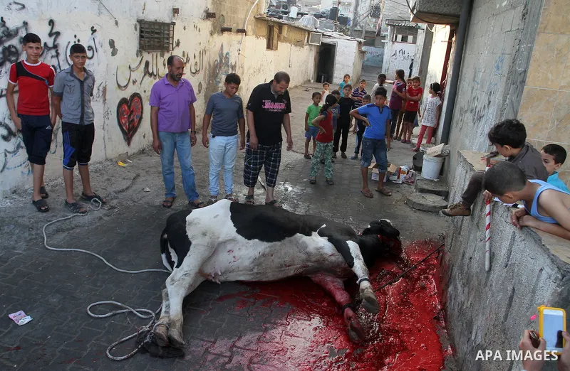 Palestinian Muslims sacrifice animals on the first day of of Eid al-Adha or the feast of sacrifice, in Rafah in the southern Gaza Strip on September 12, 2016. Muslims across the world are celebrating the annual festival...