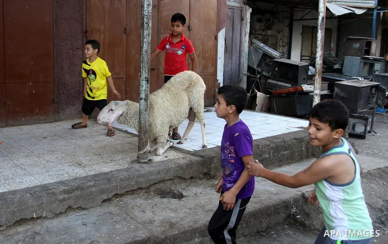 Palestinian Muslims sacrifice animals on the first day of of Eid al-Adha or the feast of sacrifice, in Rafah in the southern Gaza Strip on September 12, 2016. Muslims across the world are celebrating the annual festival...