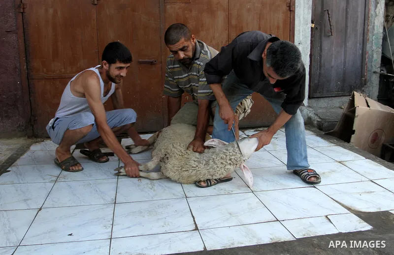 Palestinian Muslims sacrifice animals on the first day of of Eid al-Adha or the feast of sacrifice, in Rafah in the southern Gaza Strip on September 12, 2016. Muslims across the world are celebrating the annual festival...